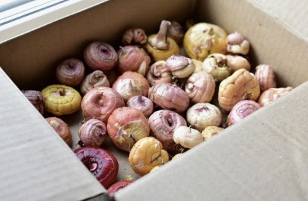 Как сохранить гладиолусы до весны: полезные советы для садоводов