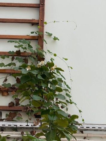 � ����� ������������� ������������ ������