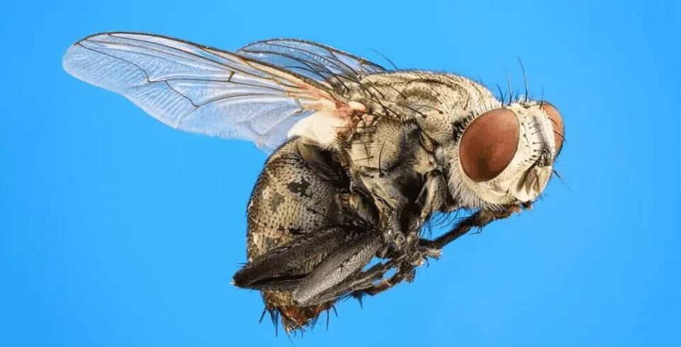 ������� ����: ��� �������� ������ �� ����������� ���������