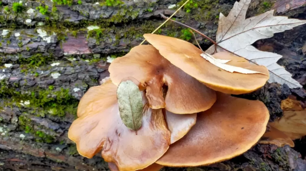 Грибное изобилие в Клинцовском районе