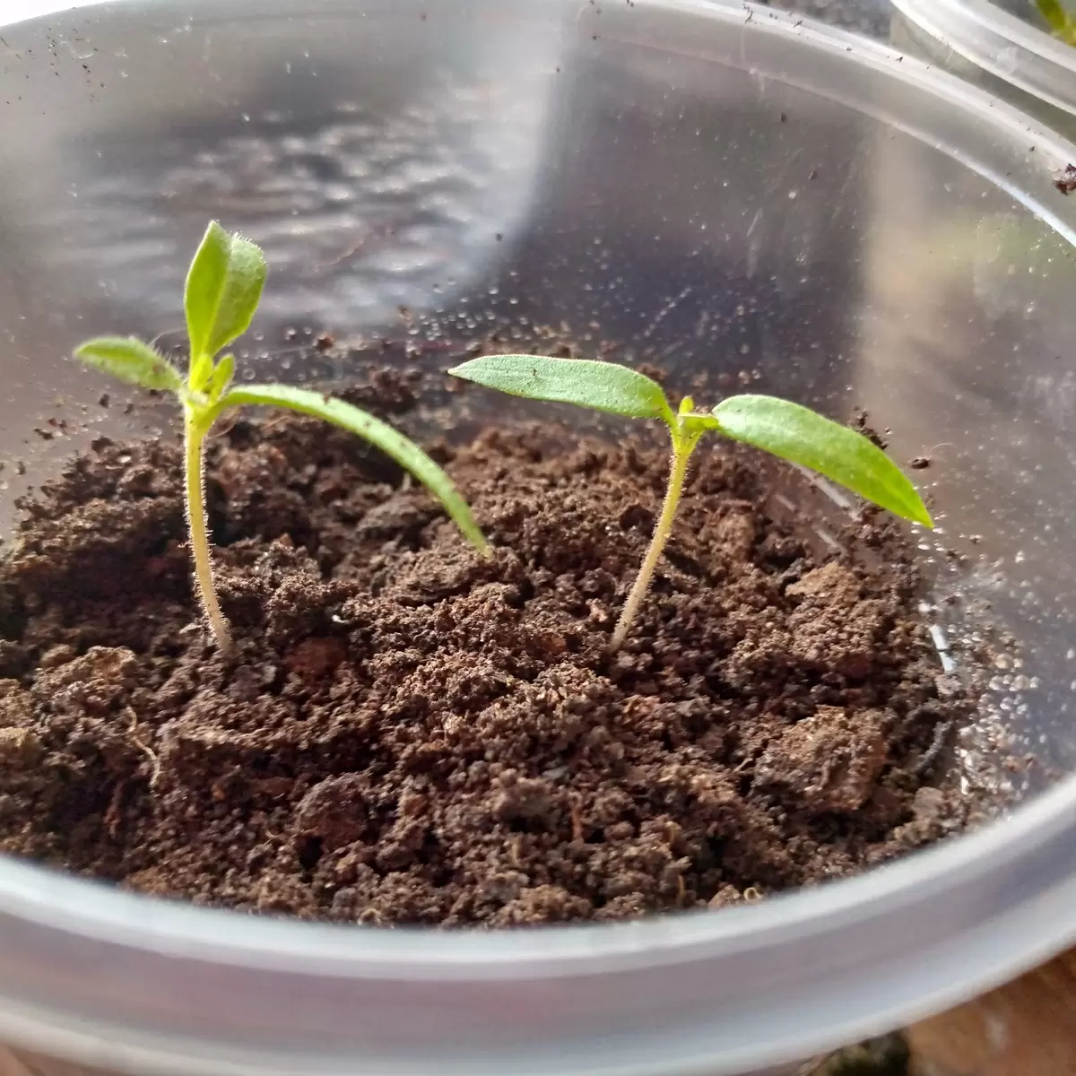 Как сохранить рассаду здоровой: простые методы для садоводов