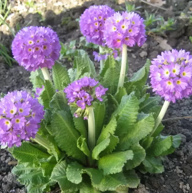 Зачем размножать примулы в августе: полезные советы для садоводов