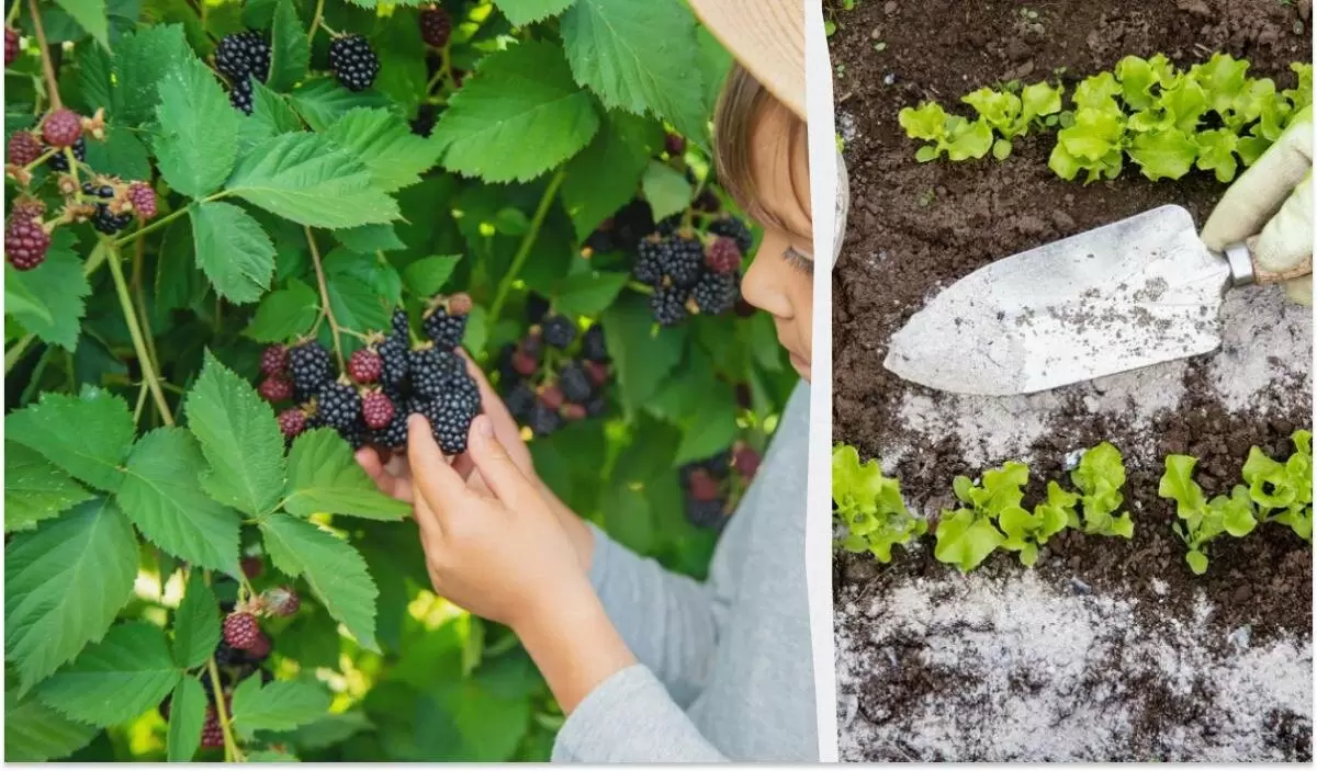 Секреты щедрого урожая: как удобрения могут преобразить вашу ежевику
