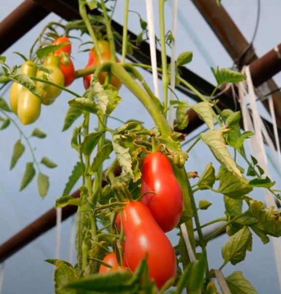 ����� ������� �����: ������� ��������� ������ � ���� ��� ������ ������