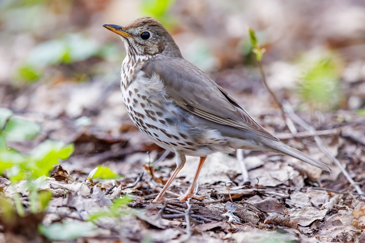 В московские парки возвращается весна — вместе с перелетными птицами В московские парки возвращается весна — вместе с перелетными птицами