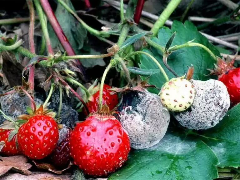 Как справиться с серой гнилью на клубнике