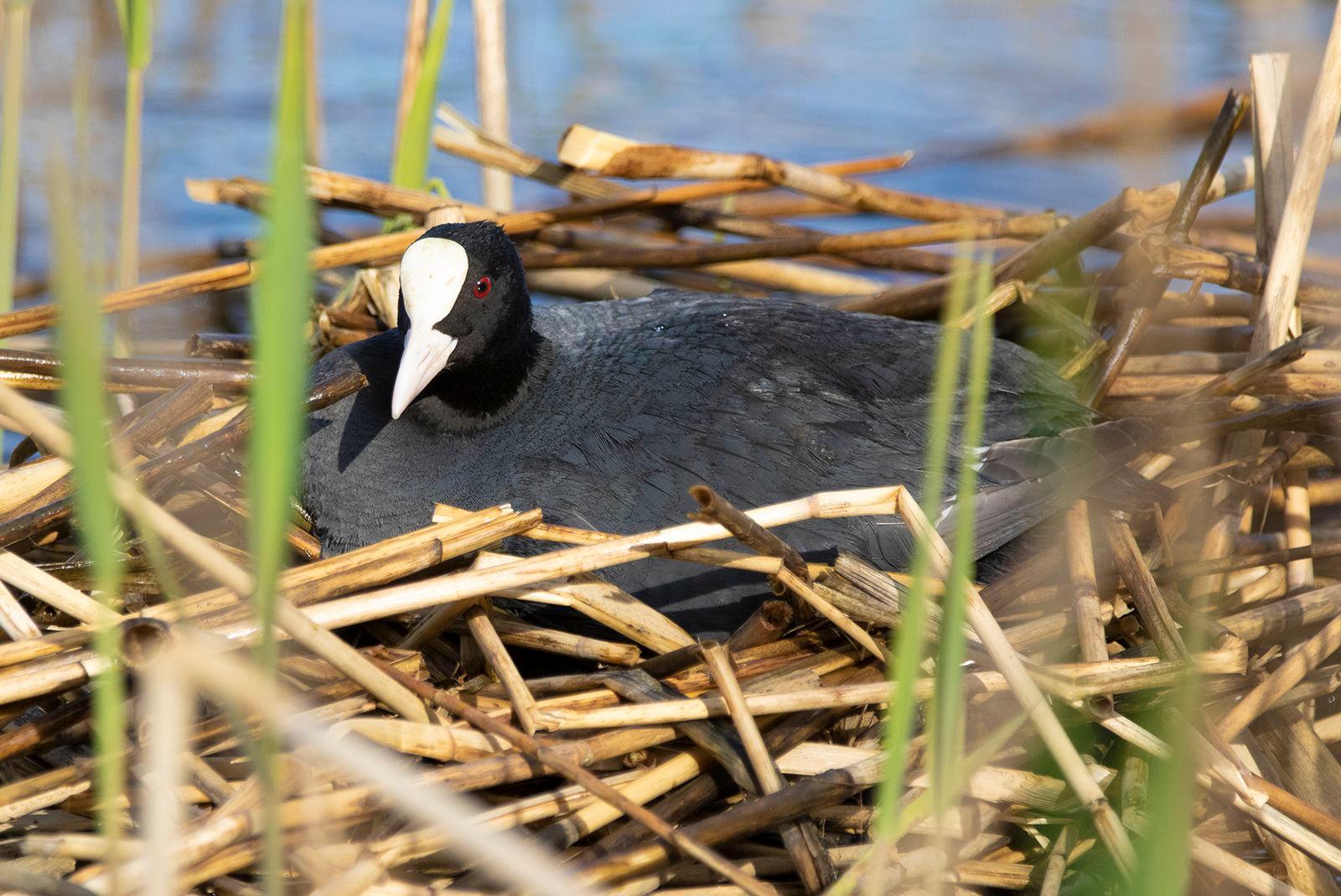 Перелетные птицы возвращаются на зеленые территории Москвы Перелетные птицы возвращаются на зеленые территории Москвы