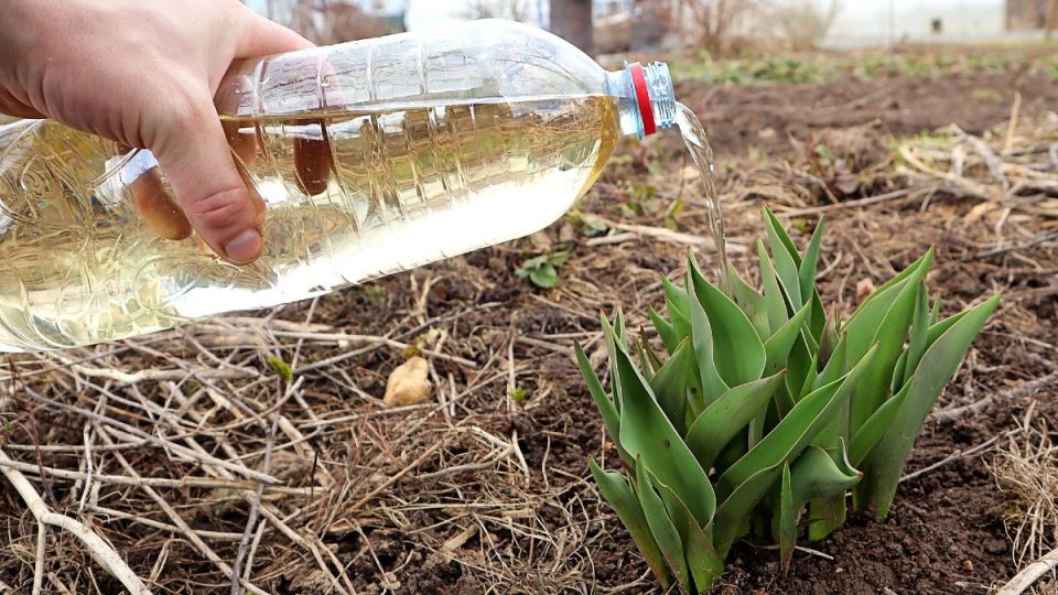 ��� ���������� ��������� �������� �������� ������ � ������� ���������