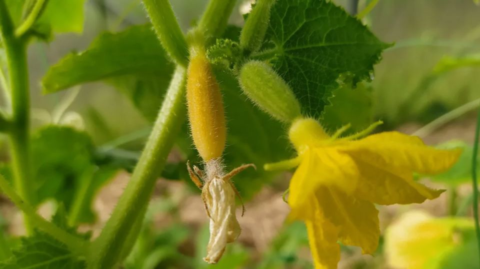 ������ ��� �������: 10 ����������� ��������, ���������� �������� �������