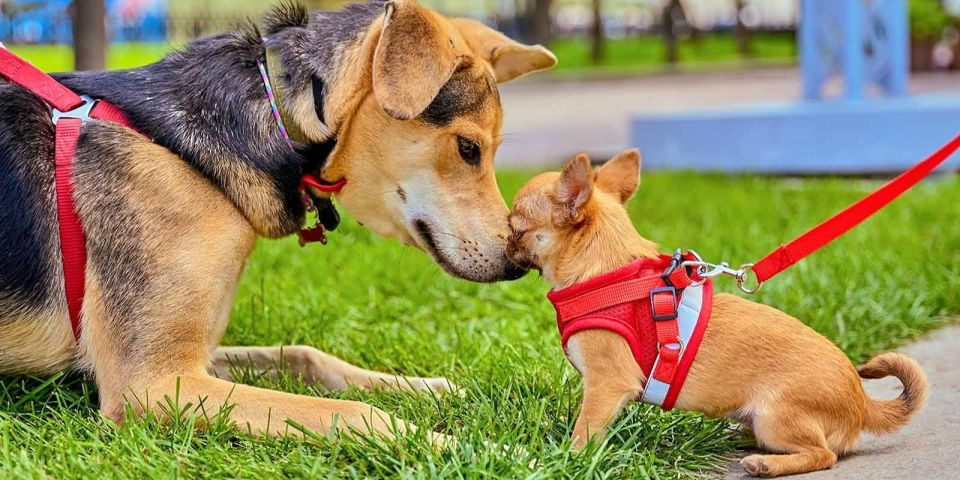 ��������-������������, ������-������, �����, ������ � ������������ � ��� ��� ���� ������ �� ����������� ����������� � ������������ ����