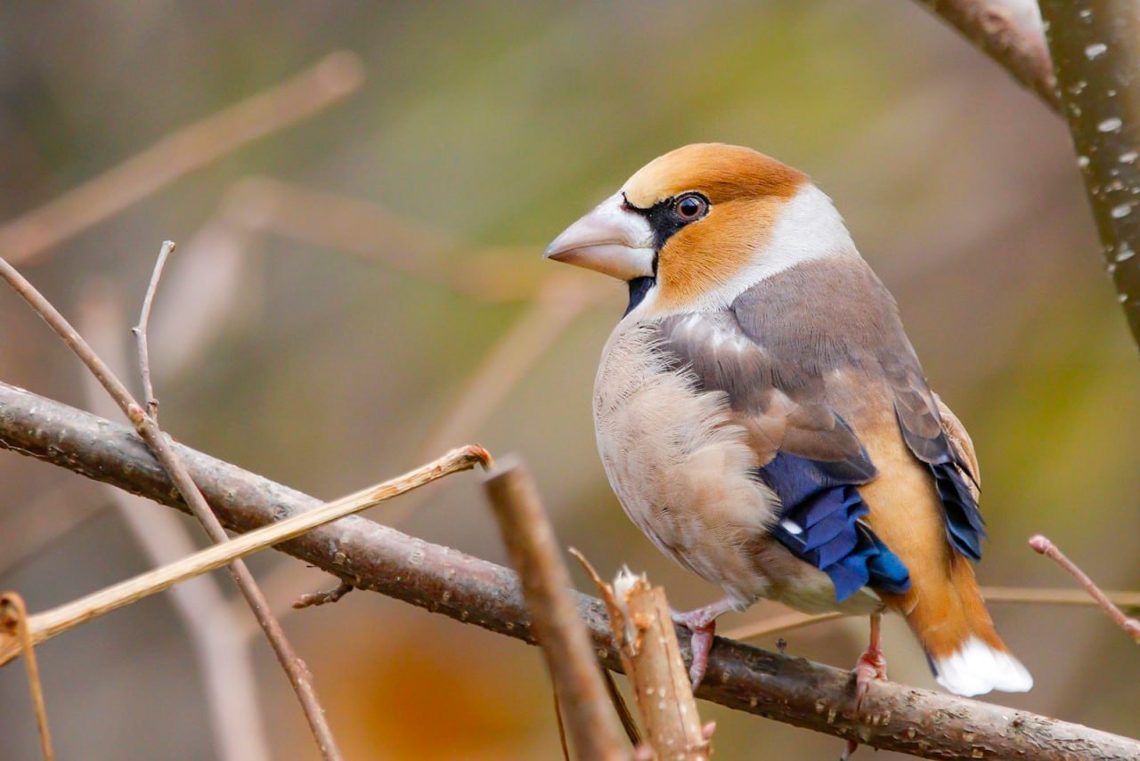 В московские парки возвращается весна — вместе с перелетными птицами