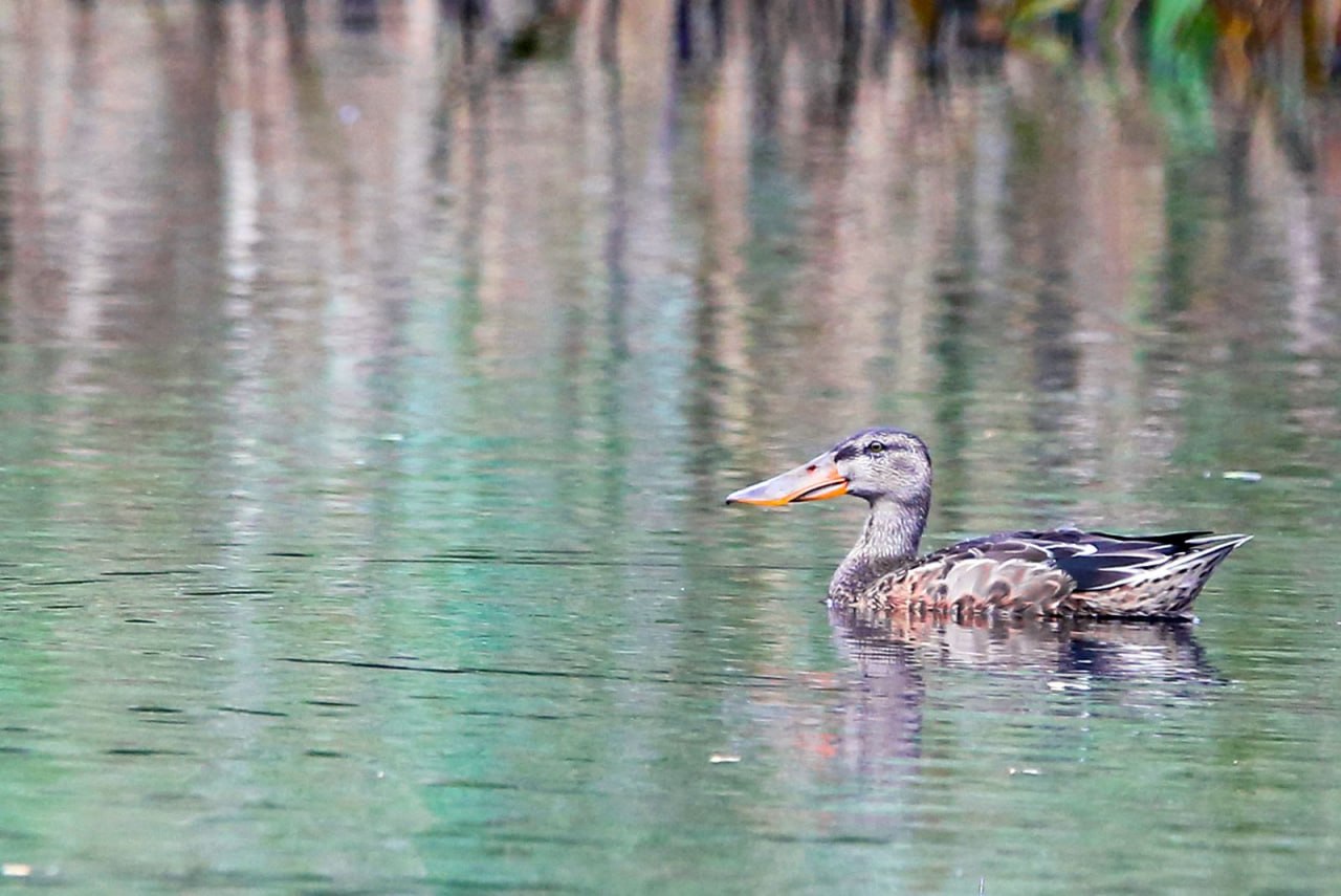 В московские парки возвращается весна — вместе с перелетными птицами В московские парки возвращается весна — вместе с перелетными птицами