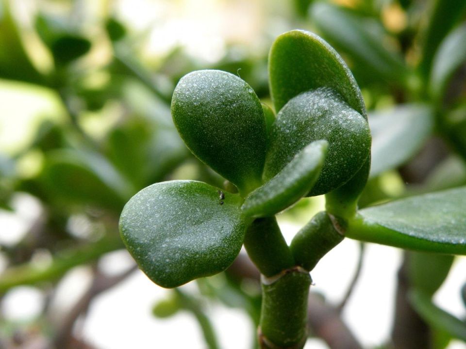 ��� �� �������� �������� ������: ���������������� ������ ������ � ������ �� �����