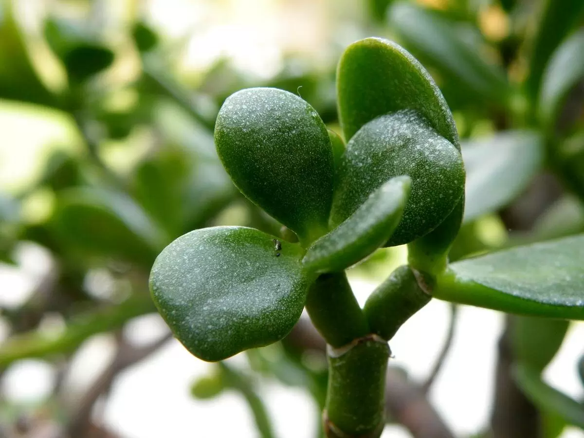 Как не погубить денежное дерево: распространенные ошибки полива и советы по уходу