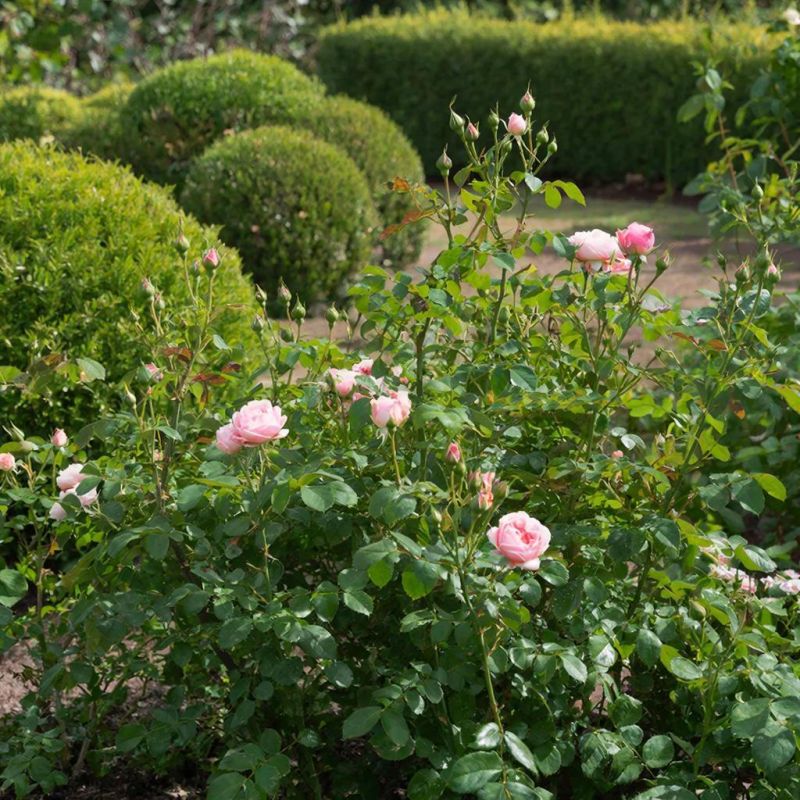 ������� ��������� ���: ��� ��������� �� ������ ������������ �������