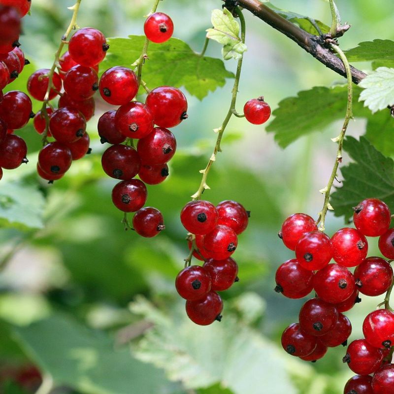 ��������� ��������: ������ ������ �� ������� ����� ���������