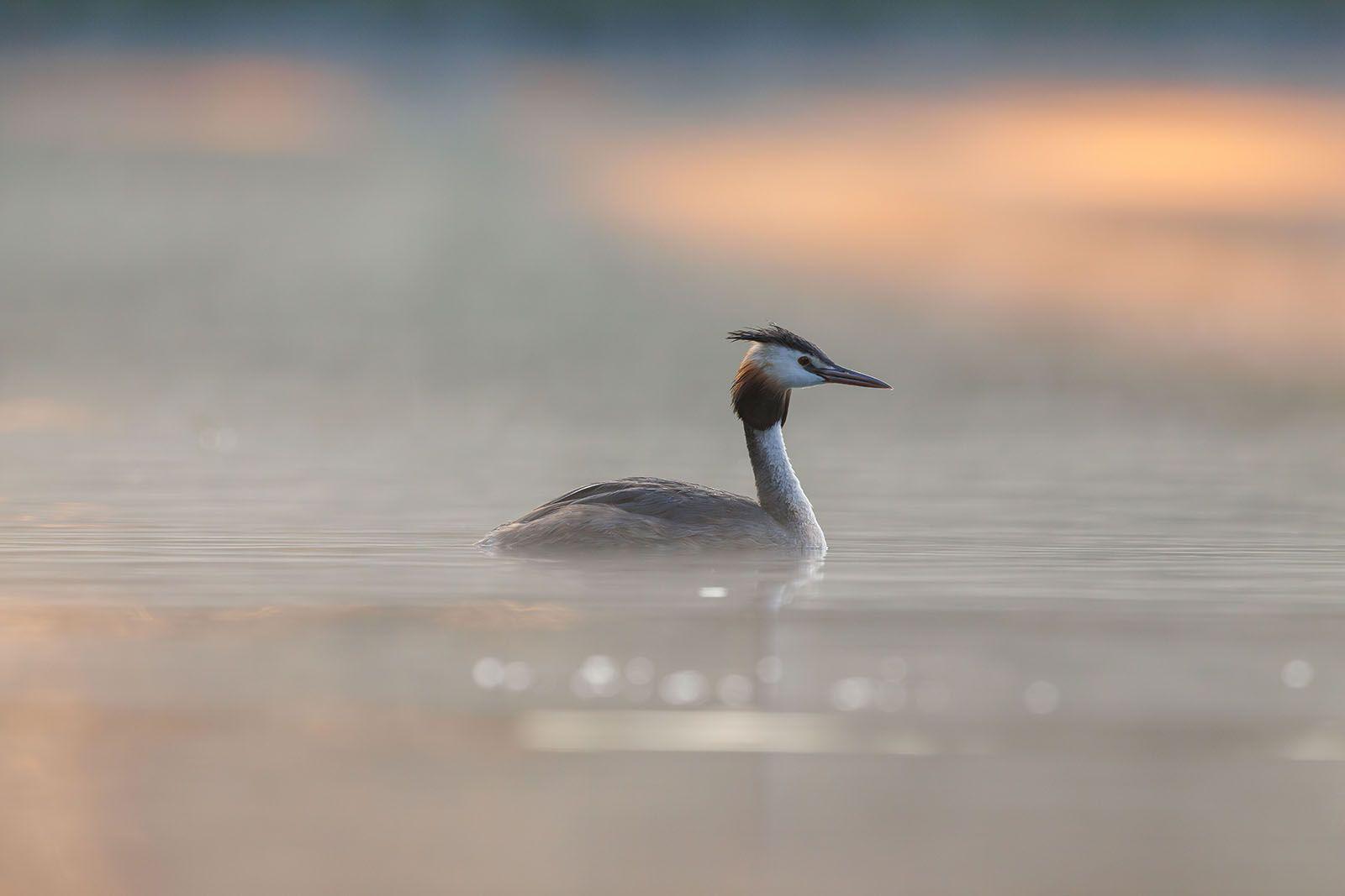 Перелетные птицы возвращаются на зеленые территории Москвы Перелетные птицы возвращаются на зеленые территории Москвы