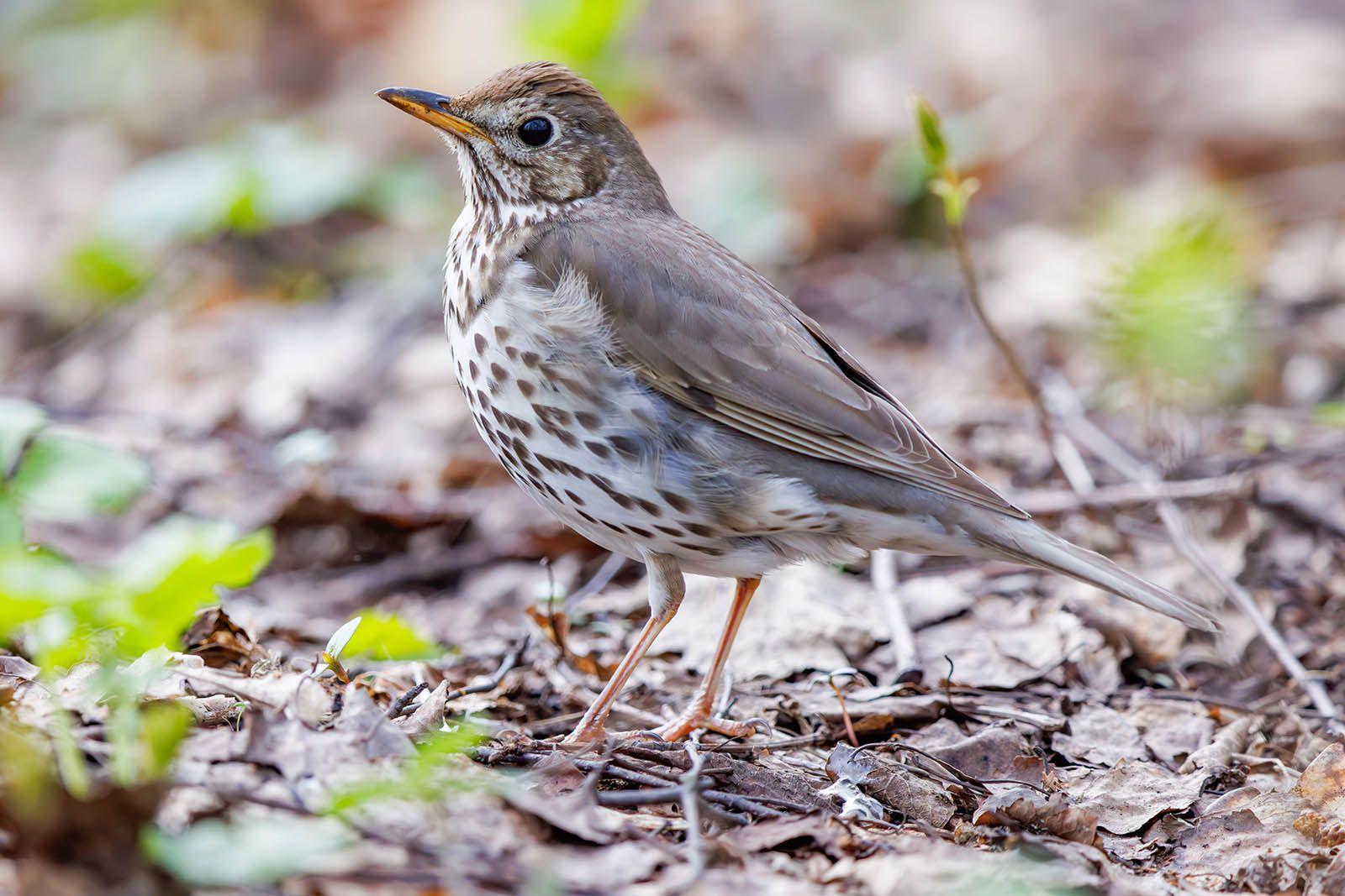 Перелетные птицы возвращаются на зеленые территории Москвы Перелетные птицы возвращаются на зеленые территории Москвы