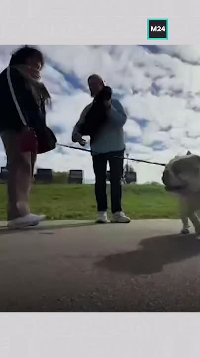 Собака едва не погибла после прогулки в Крылатском: там регулярно фиксируют отравления питомцев