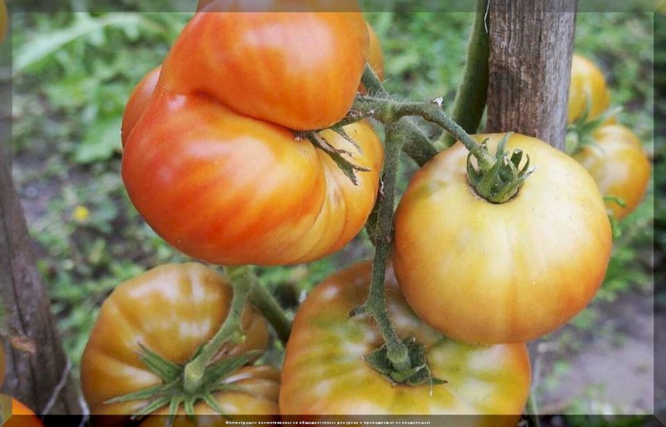 25 ������ ������� ��� ������ � ��������� ������