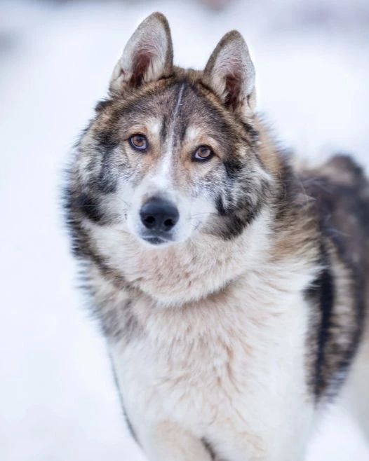 � ������� ��������� ���������� ������� ��������� ����������� ������� ������������