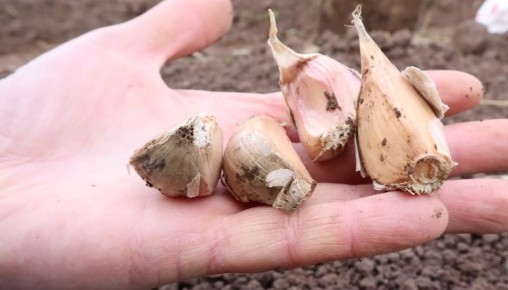 ��� ������� ���������� ������� ������� � ���������