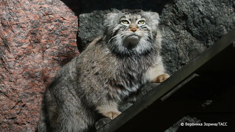 ����� ������� �� ������� � �����������, � ������������ ��, �������� � ���������� ��������