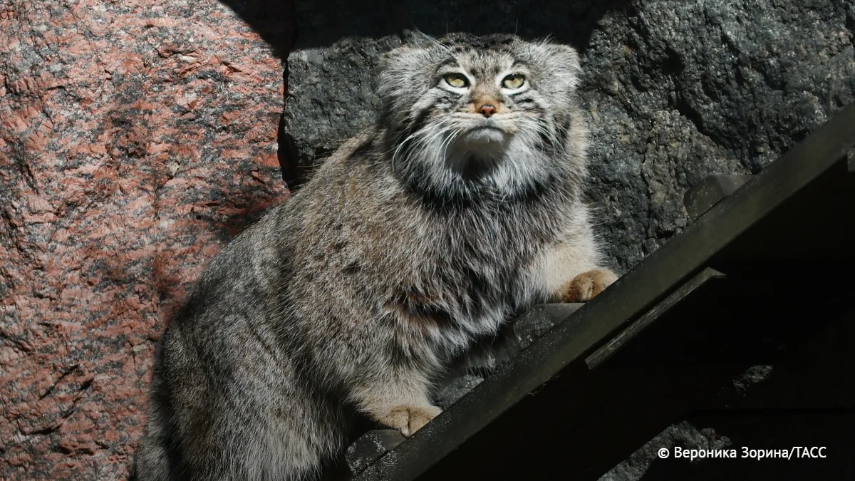 Манул Тимофей не грустит в одиночестве, а наслаждается им, сообщили в Московском зоопарке