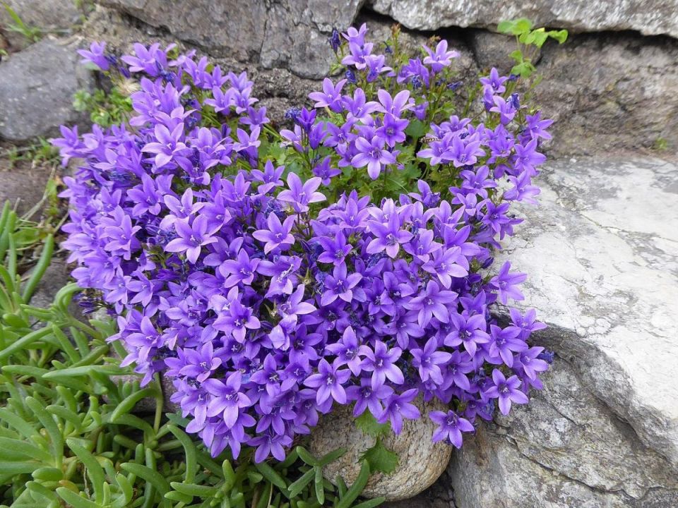 ��� ����������� ����������� ��������� �������� � ���� � ��� ���