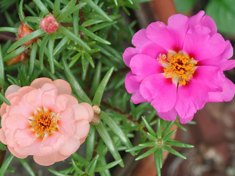 �������� ���������������: ����� ����� � ������� ���� ��� ������ ����