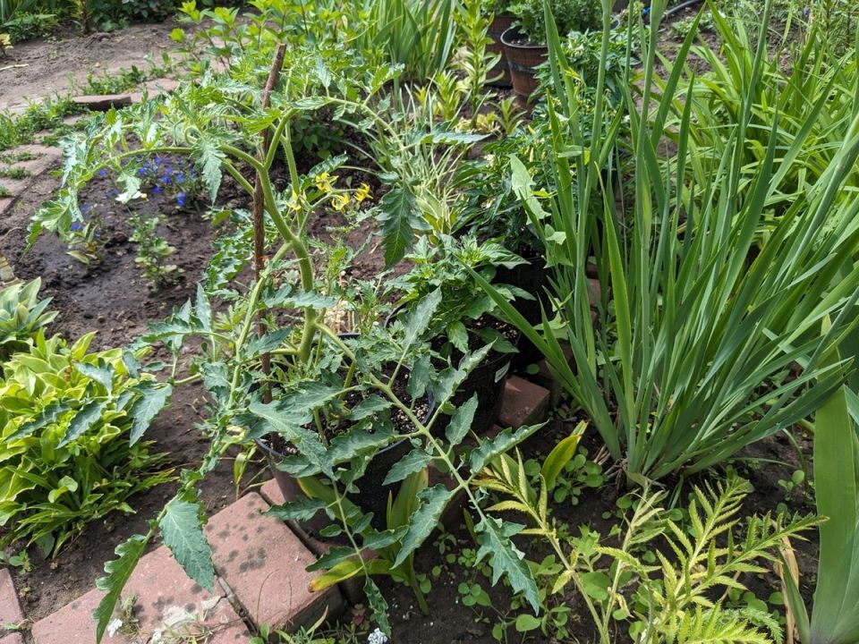 ������ � �������: ����������� �� ����������� � ����������� ����������