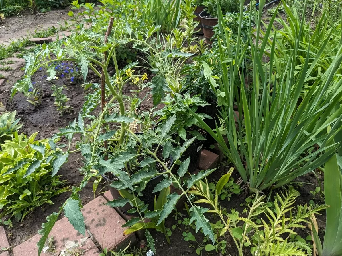 Томаты в горшках: эксперимент по выращиванию и неожиданные результаты