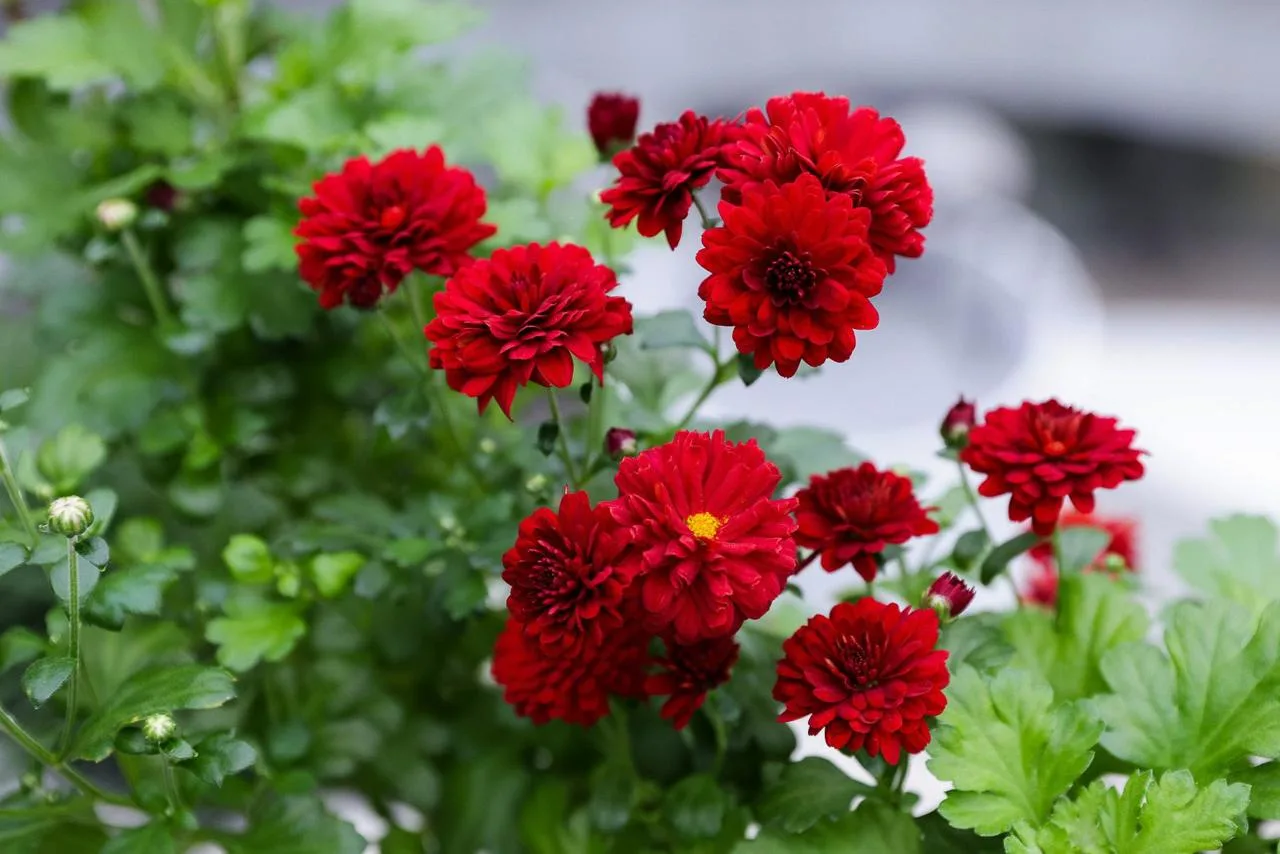 Где искать весеннее настроение в Москве, если за окном только серость и тучи? Где искать весеннее настроение в Москве, если за окном только серость и тучи?