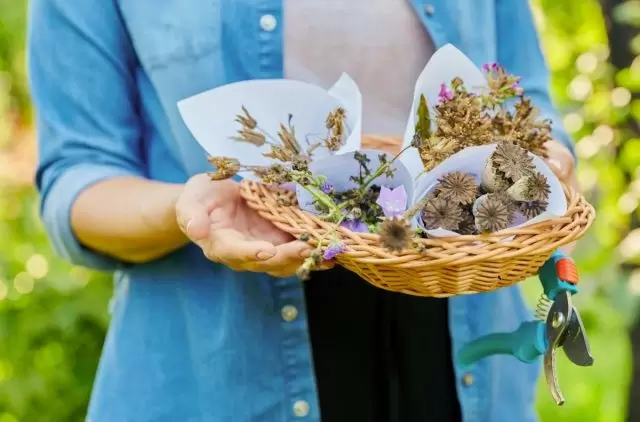 Почему стоит рассмотреть зимний посев цветов?