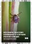 Москва вошла в топ регионов, в которых с начала сезона было зарегистрировано наибольшее количество укусов клещей
