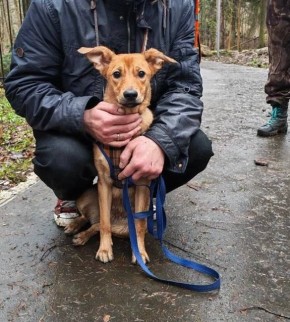 Щенок потерялся в Москве и угодил под колеса на МКАД