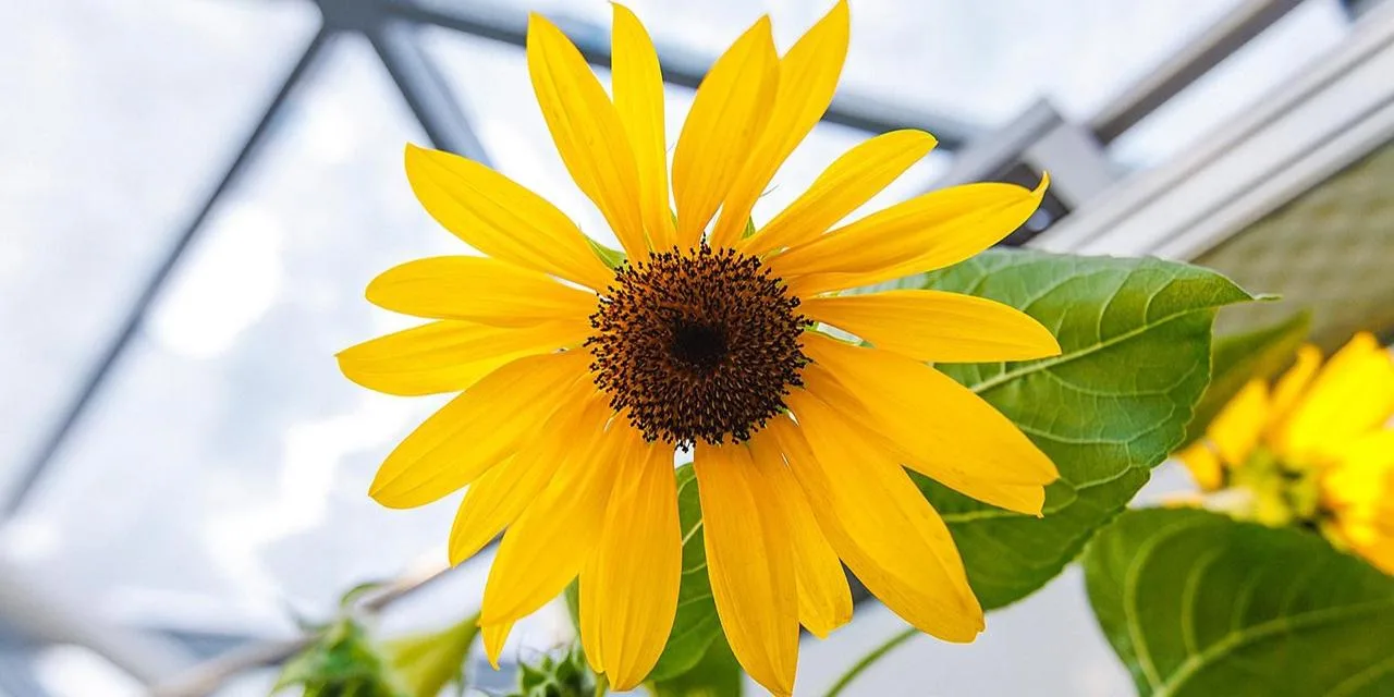Где искать весеннее настроение в Москве, если за окном только серость и тучи? Где искать весеннее настроение в Москве, если за окном только серость и тучи?
