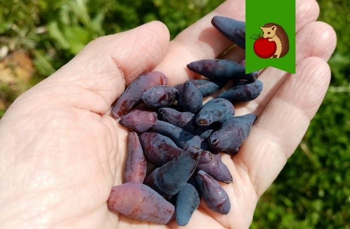 ��� ��������� ��������� �� ���������� ������: �������� ���� ��� ��������� ������