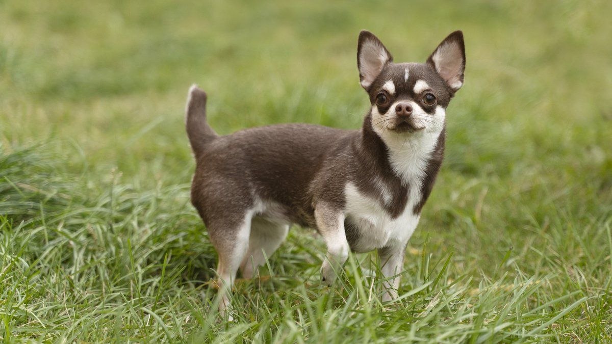 Чихуахуа чаще других собак теряются в Москве, лайки - на севере страны, а джек-рассел-терьеры - на юге, говорится в исследовании "Лаборатории Касперского" и Pet911 (есть у РИА Новости)