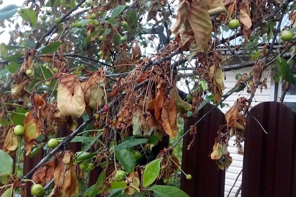 ������ ���� �� ���������: ����� � ��� �����������