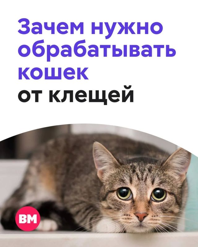 � ���� ����� �� ������ ������: ������ ����� ���� ����� �������� �� ������