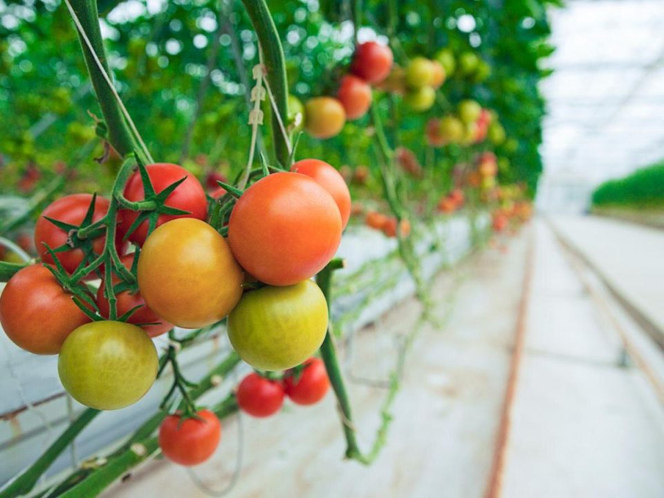 ��������� ������ ������ ��������� �� ���������: ������� ���� �� ������