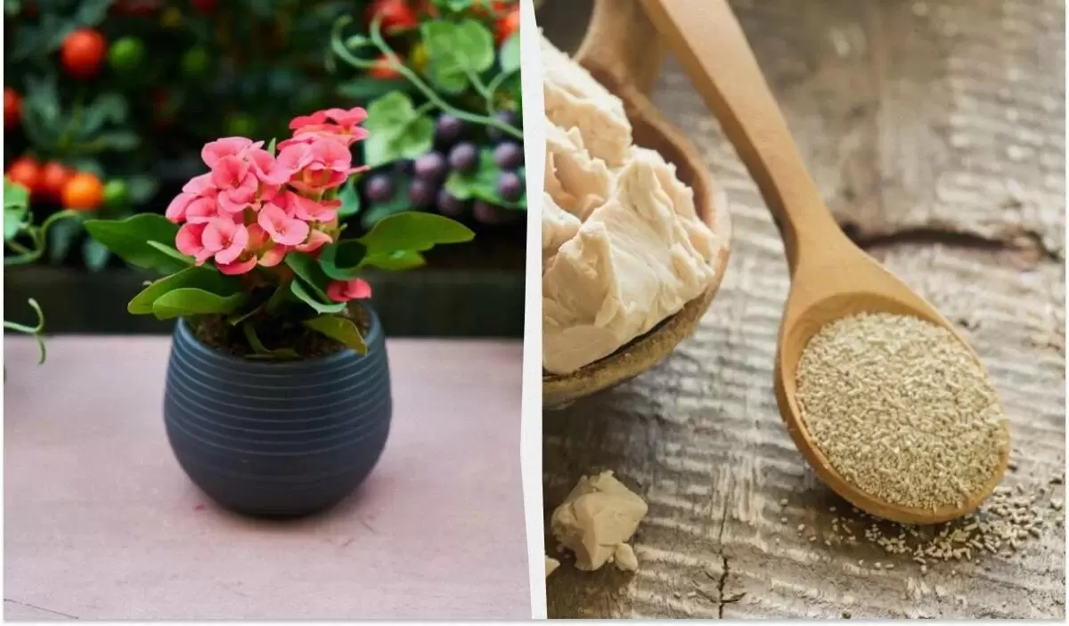 Удивительное спасение для комнатных растений