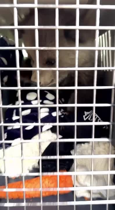 Истощенного медвежонка Дыньку привезли в Москву