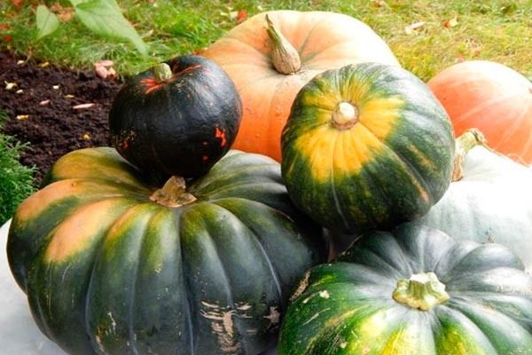 ����� ������� �����: ������� ��������� �����������