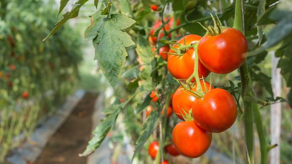 ������ � �������: ��� ������� ��������� ������� ��� ��������