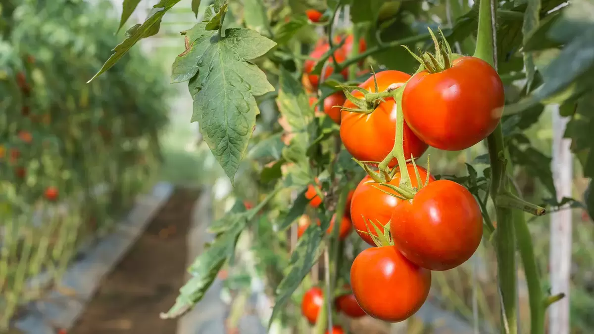 Грядки в теплице: как создать идеальные условия для растений