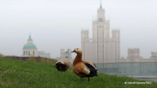 ������� � ������ ����� �������� ������, ���������, ������� ��������� �����