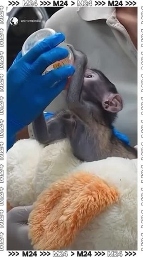 ������ ���� �������� ������ �������� ����