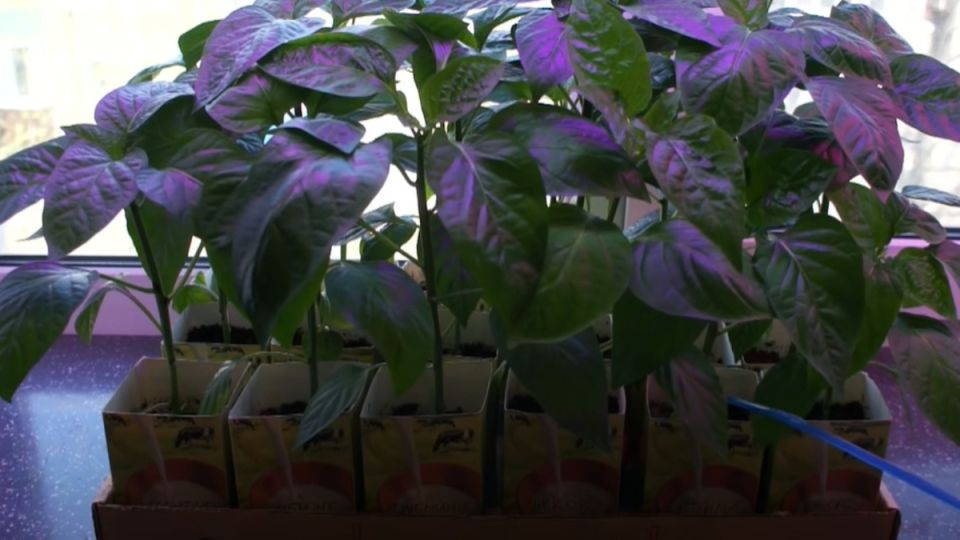 ��� ��������� ����������� ������� ����� � ������� � �������� �����